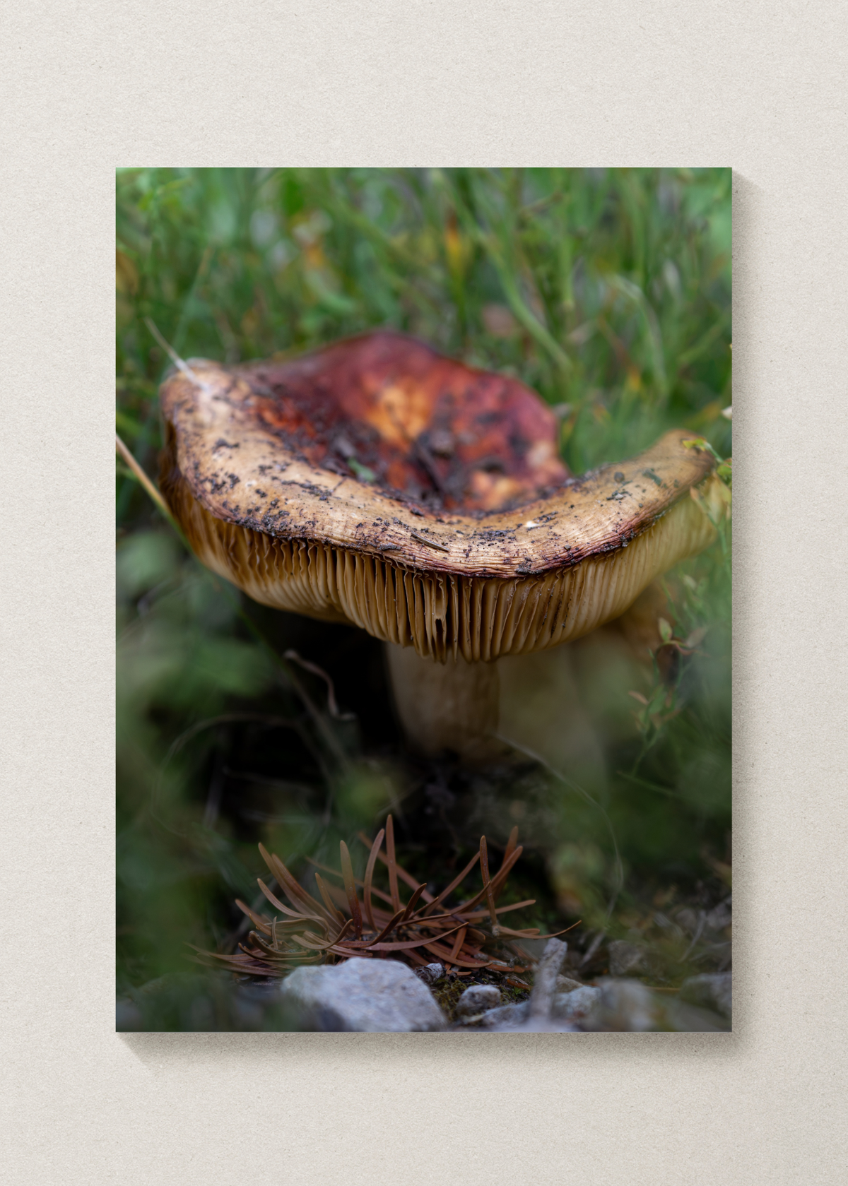 Mushroom Print