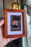 Burrowing Owl Framed Mini Print