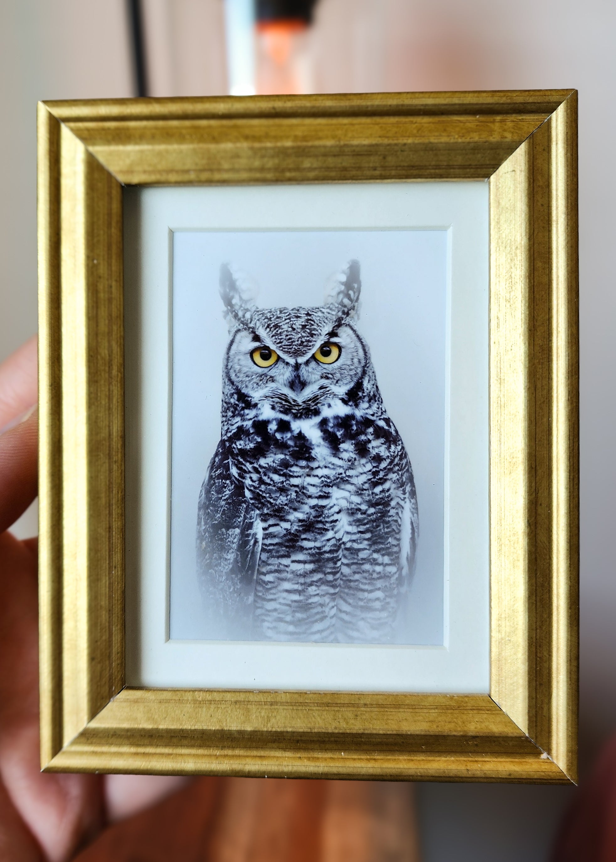 Canvas and Framed Prints