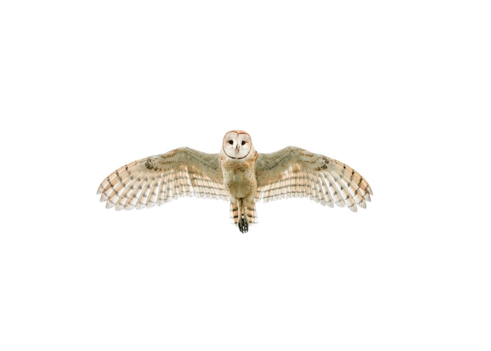Barn Owl Angel Print
