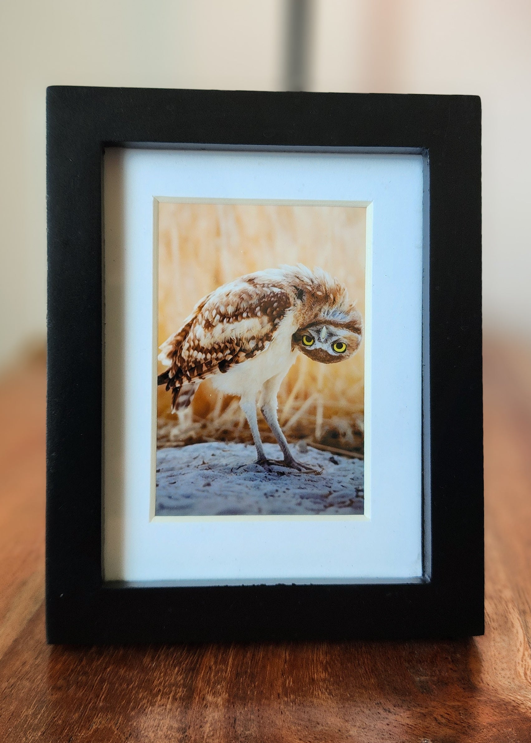 "Turn That Frown!" Burrowing Owl Framed Mini Print