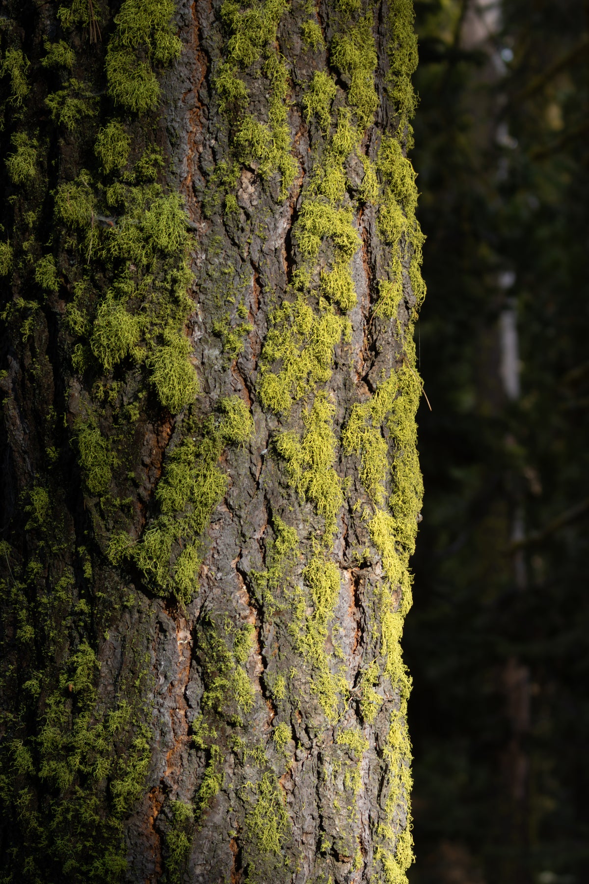 Mossy Tree Print