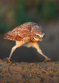 Burrowing Owl Print