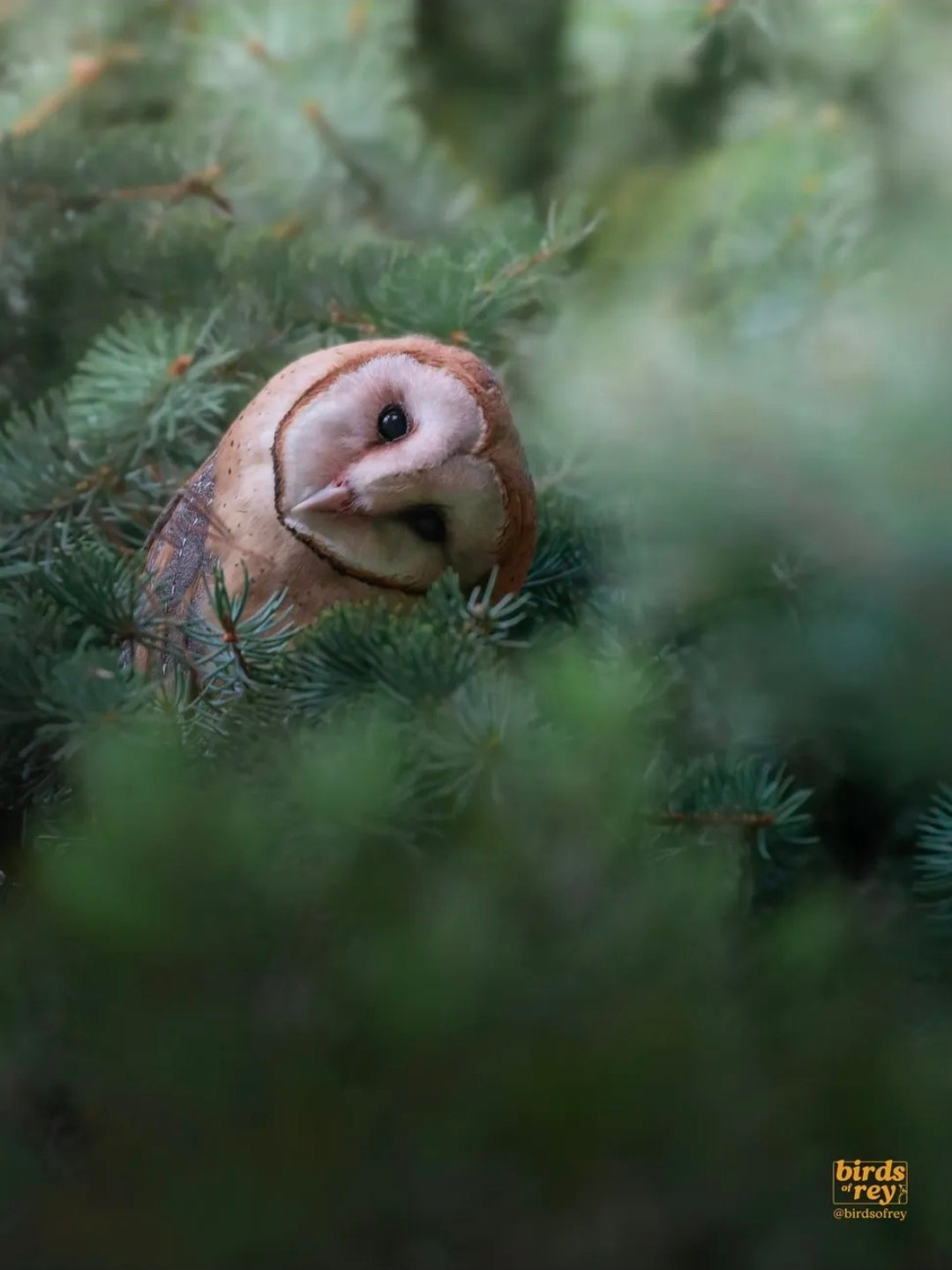 Curious Barn Owl Print