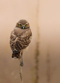 Burrowing Owl Print