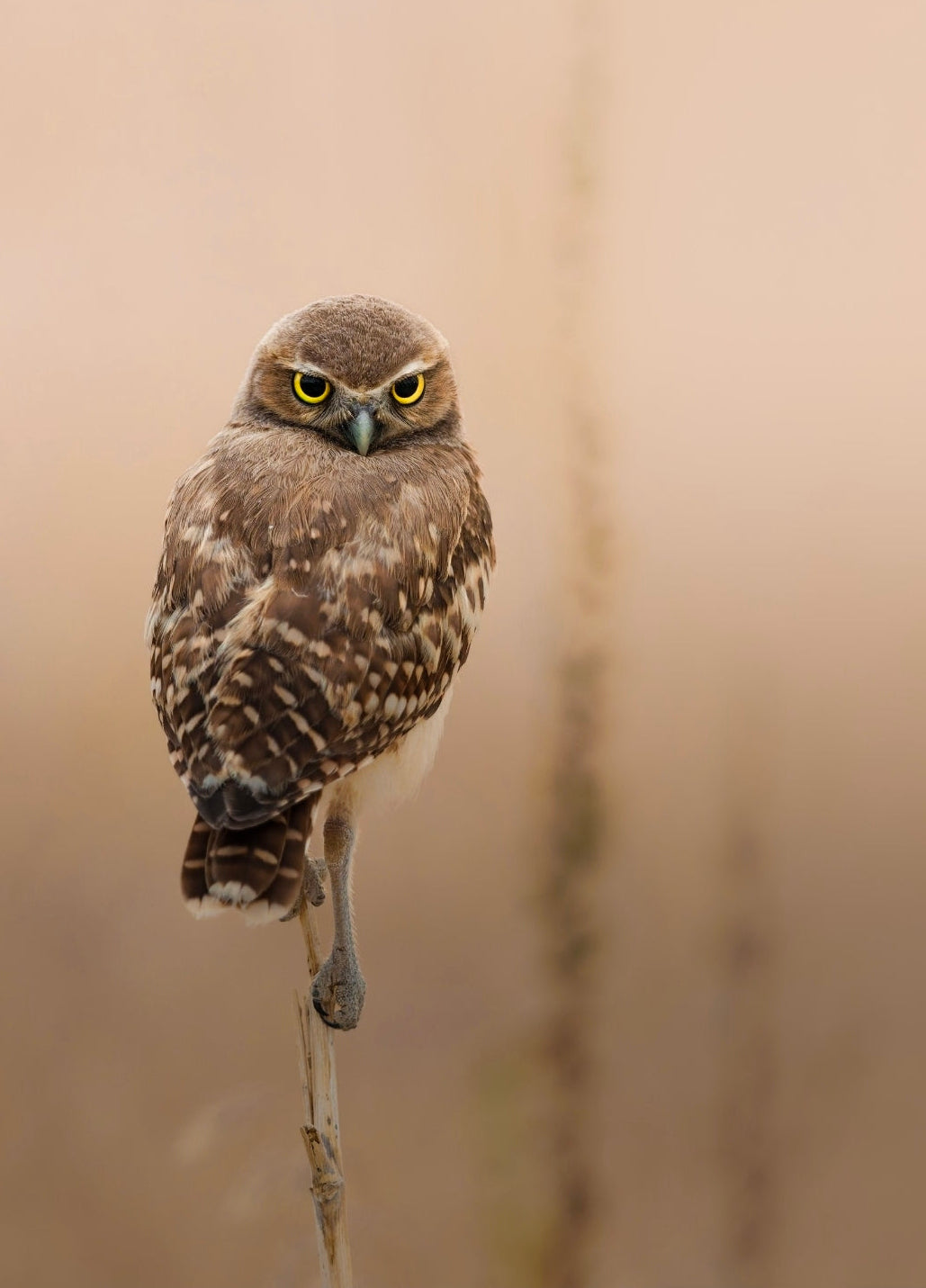 Burrowing Owl Print