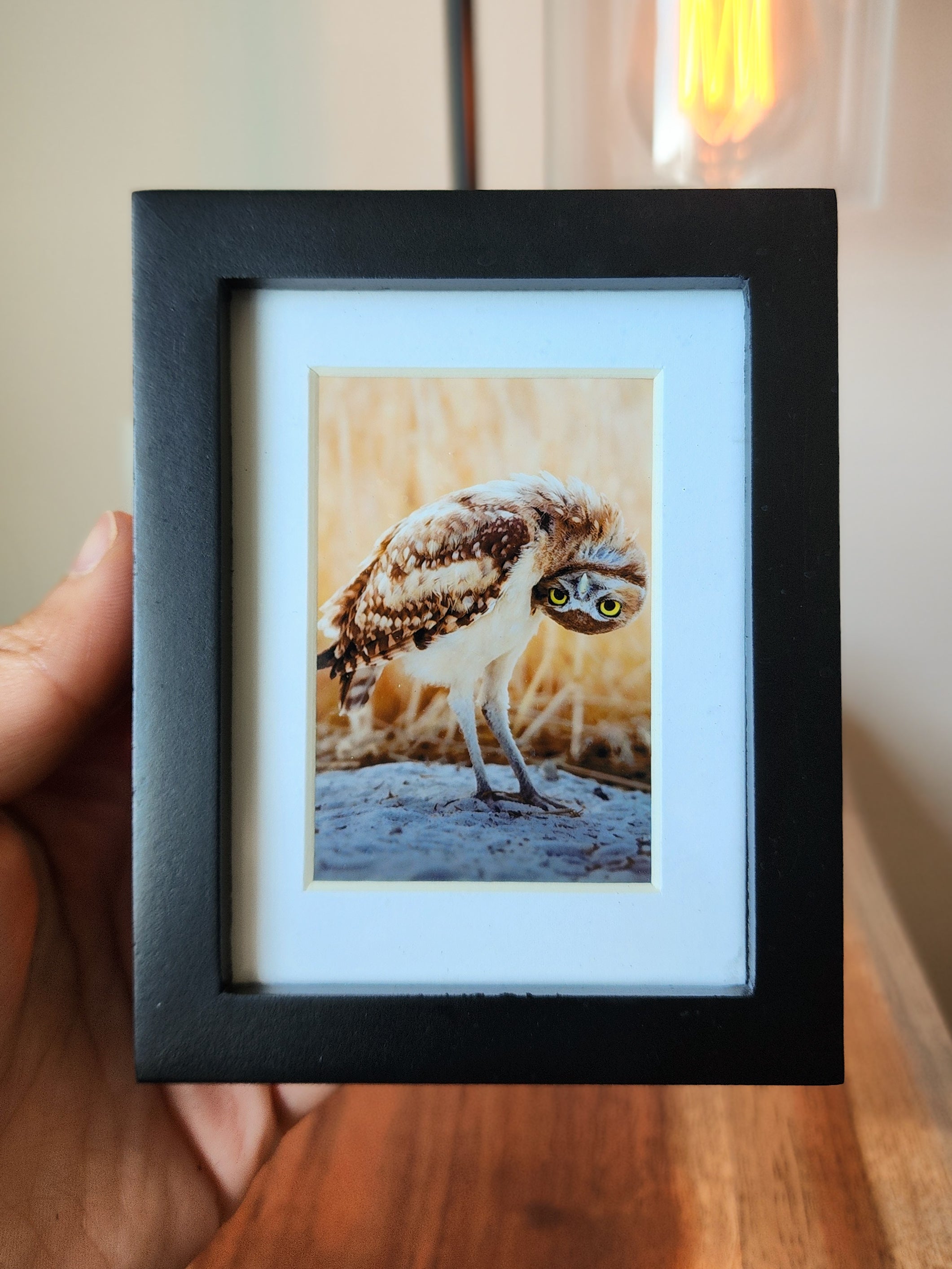 "Turn That Frown!" Burrowing Owl Framed Mini Print
