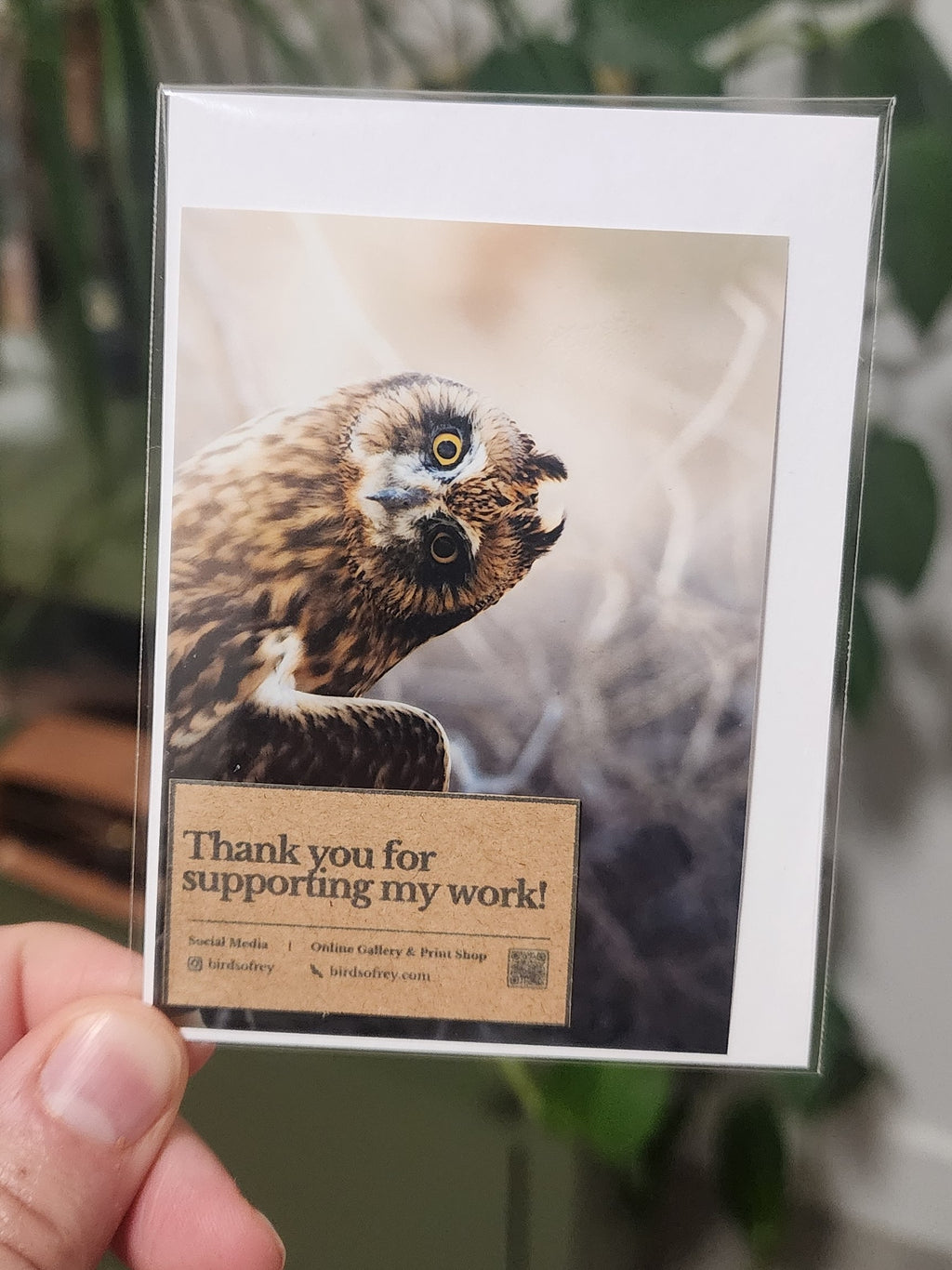 Short Eared Owl Mini Print