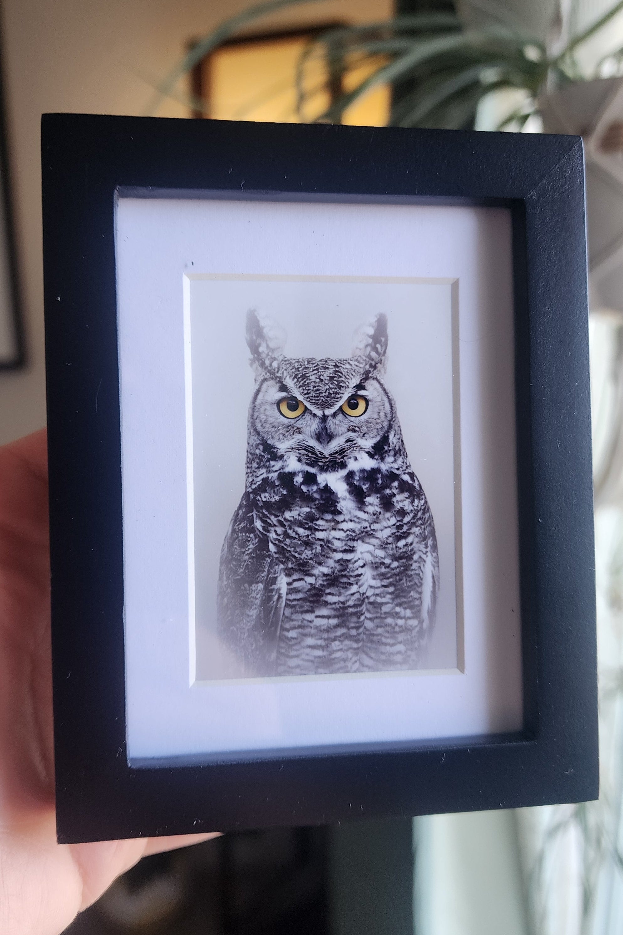Canvas and Framed Prints