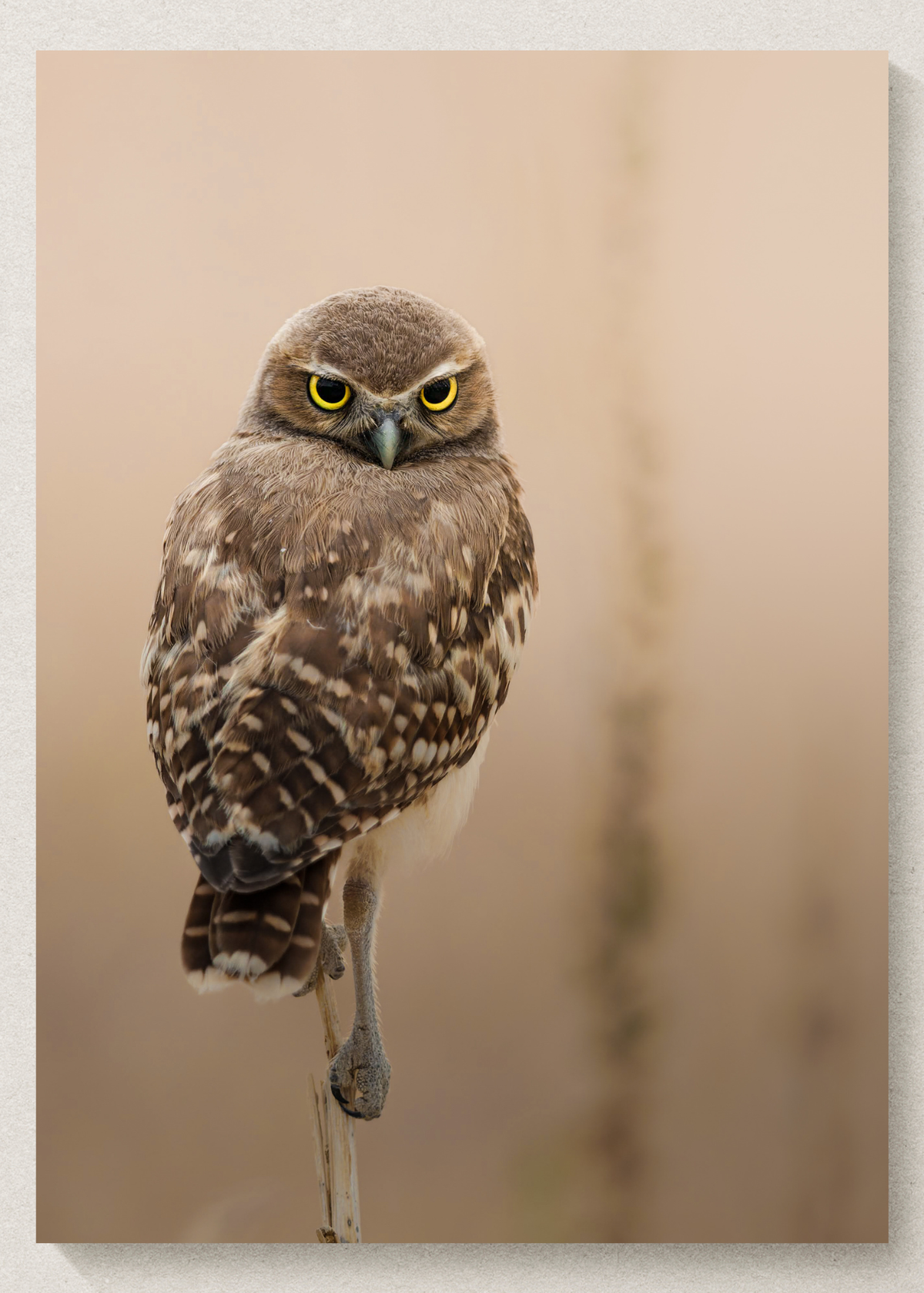 Burrowing Owl Print