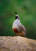 Cutie Quail Print