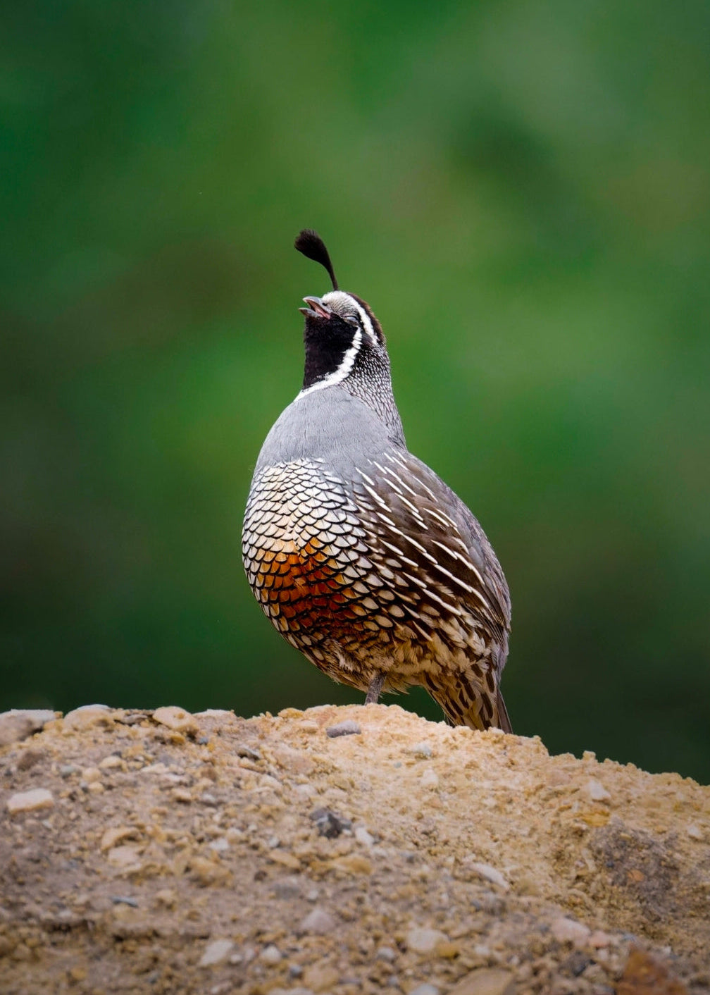 Cutie Quail Print