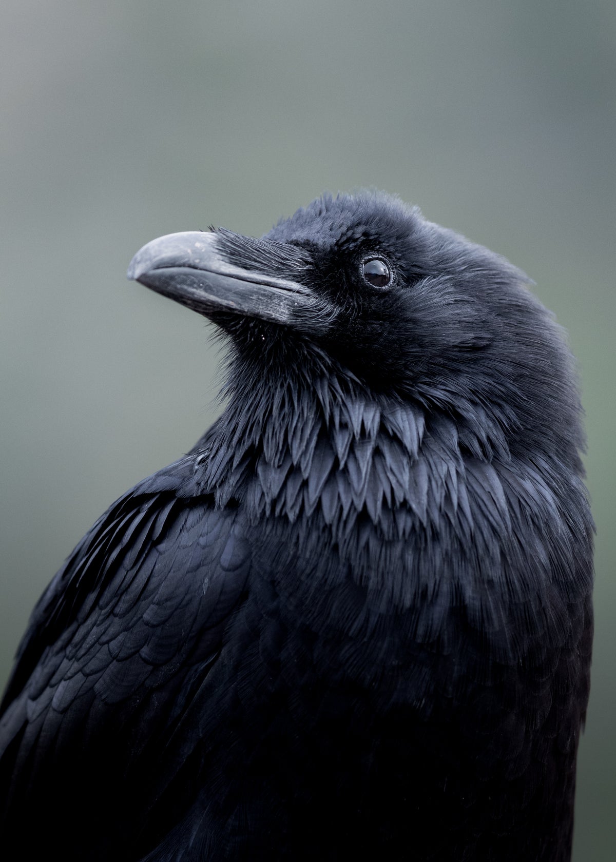 Fluffy Raven Print