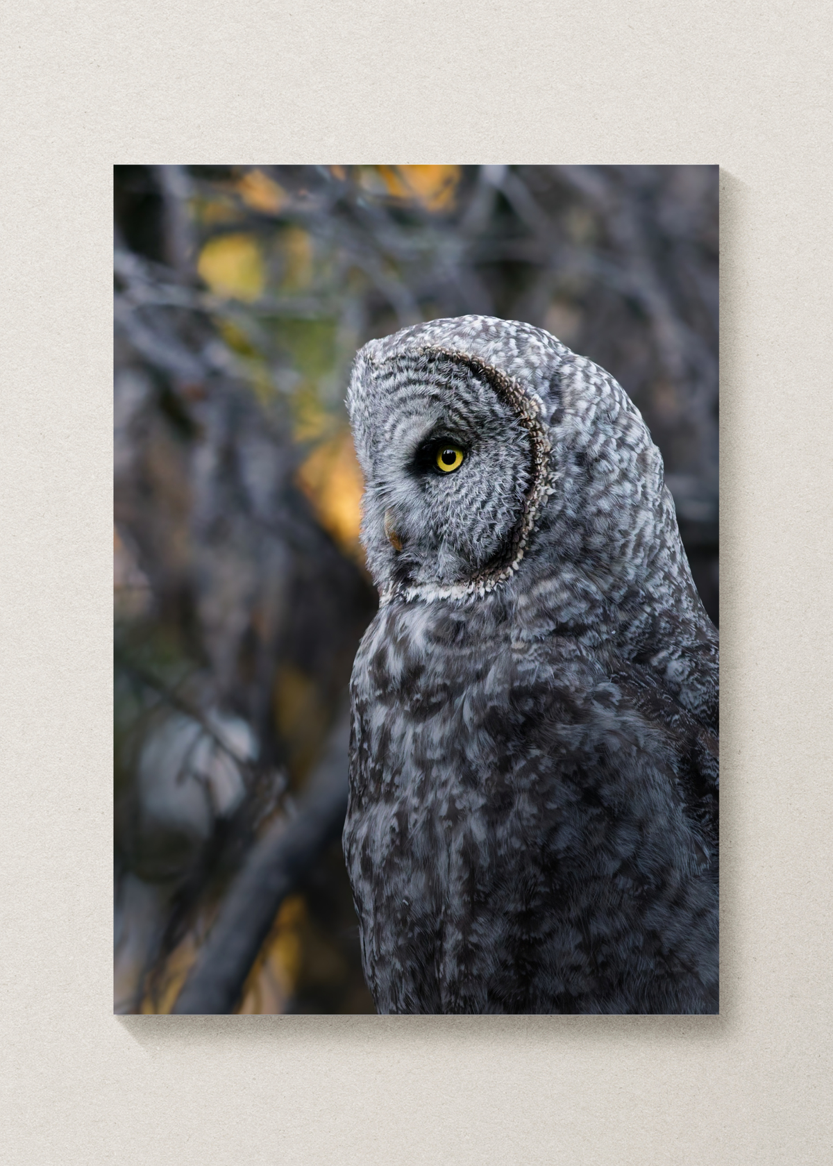 Gloomy Great Gray Owl Print