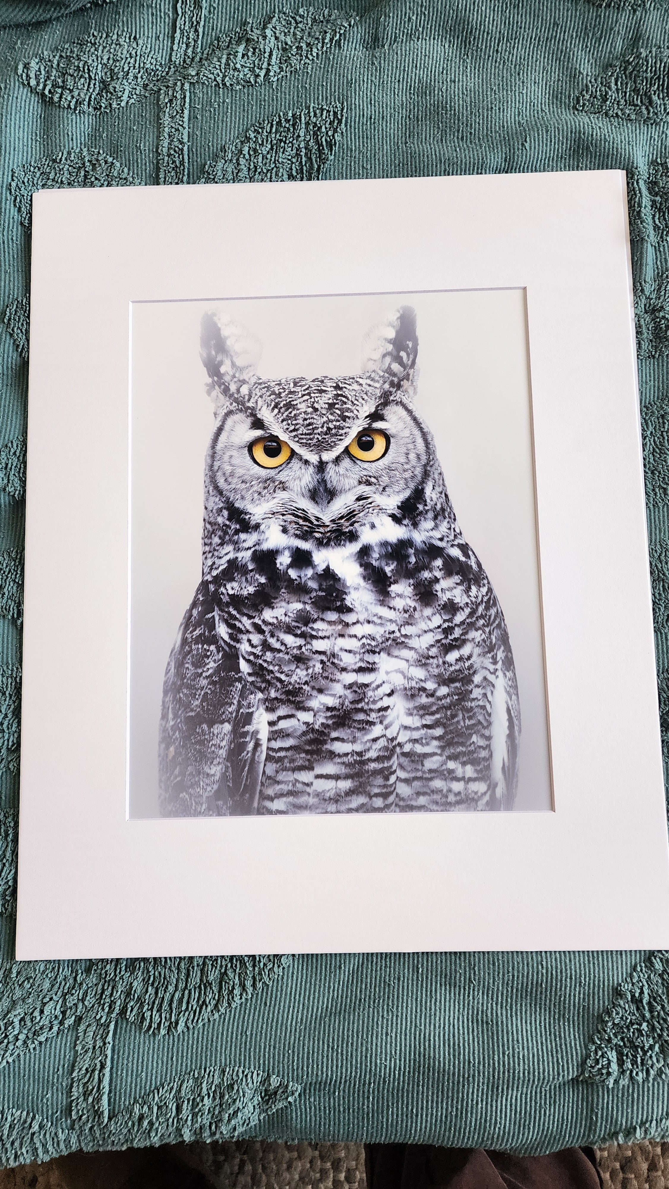 Great Horned Owl Glare Print