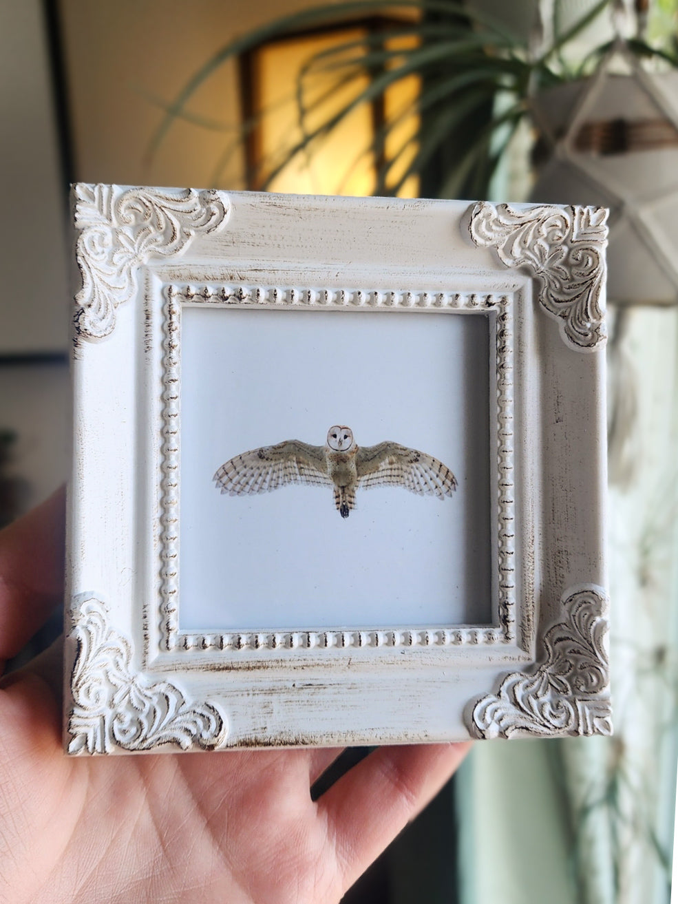 Barn Owl Framed Mini Print