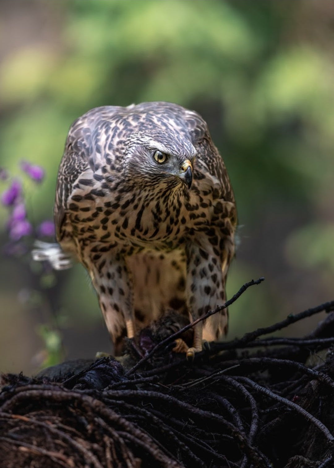 Northern Goshawk Portrait Print