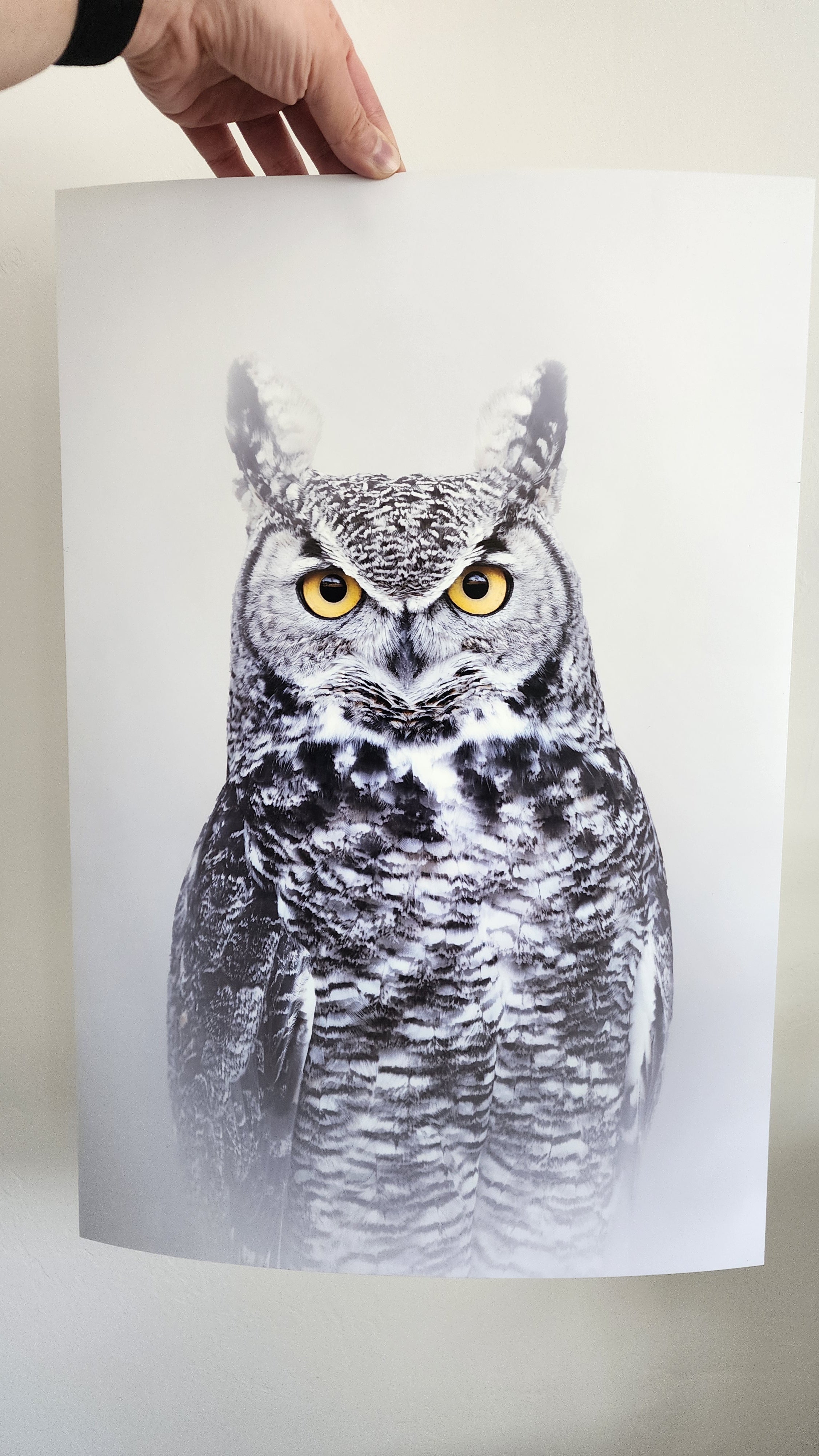Great Horned Owl Glare Print