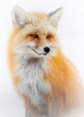 Fox Portrait Print
