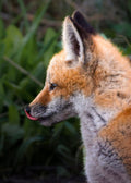 Fox Kit Print