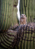 Great Horned Owlet Print