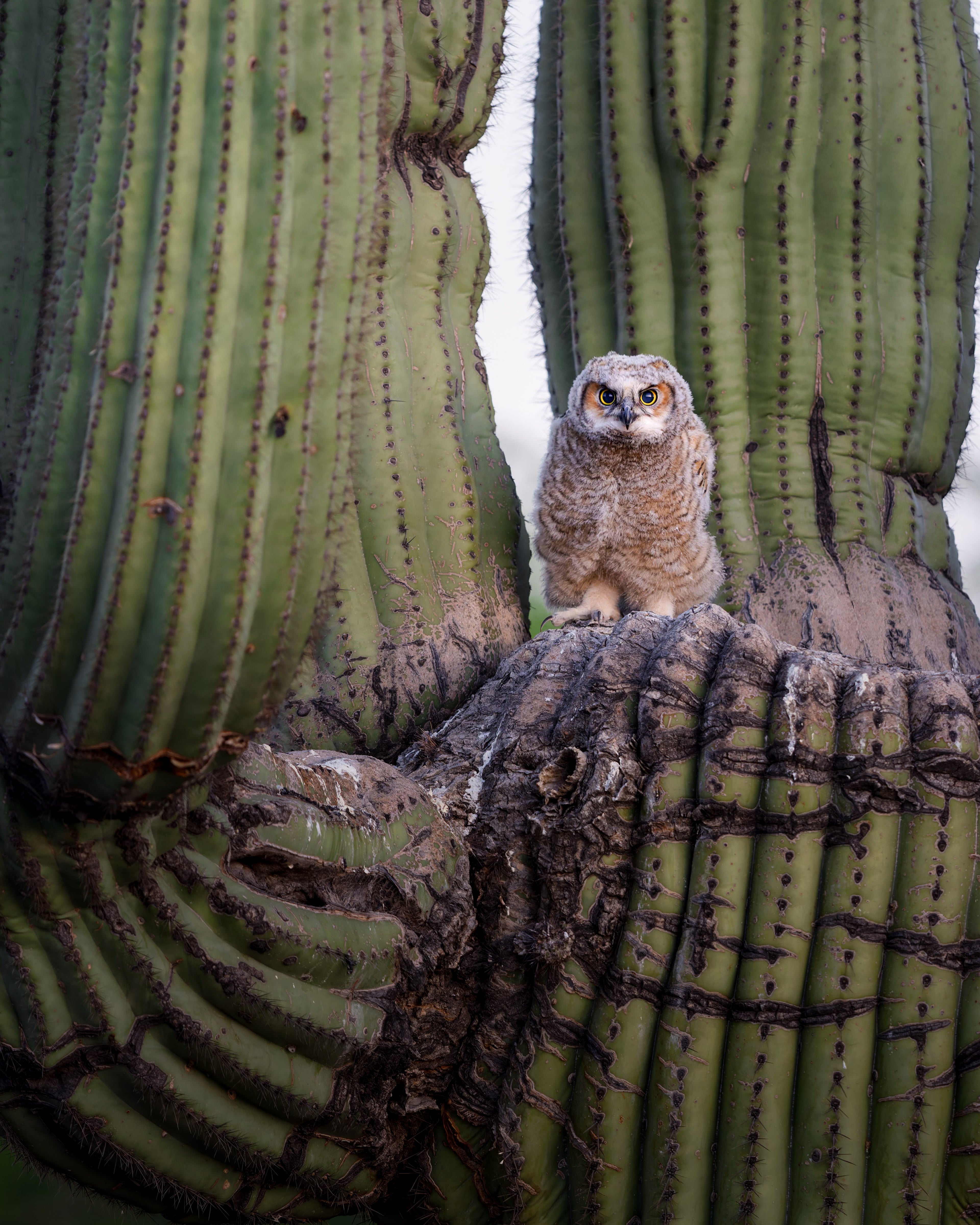 Great Horned Owlet Fine Art Print