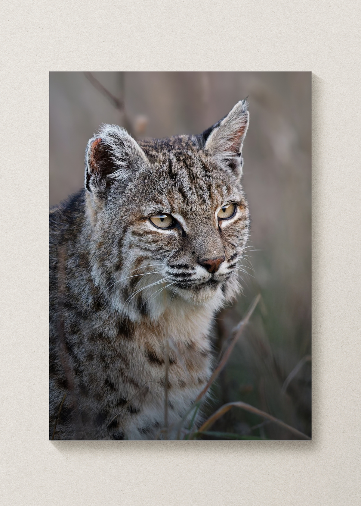 Bobcat Portrait Print