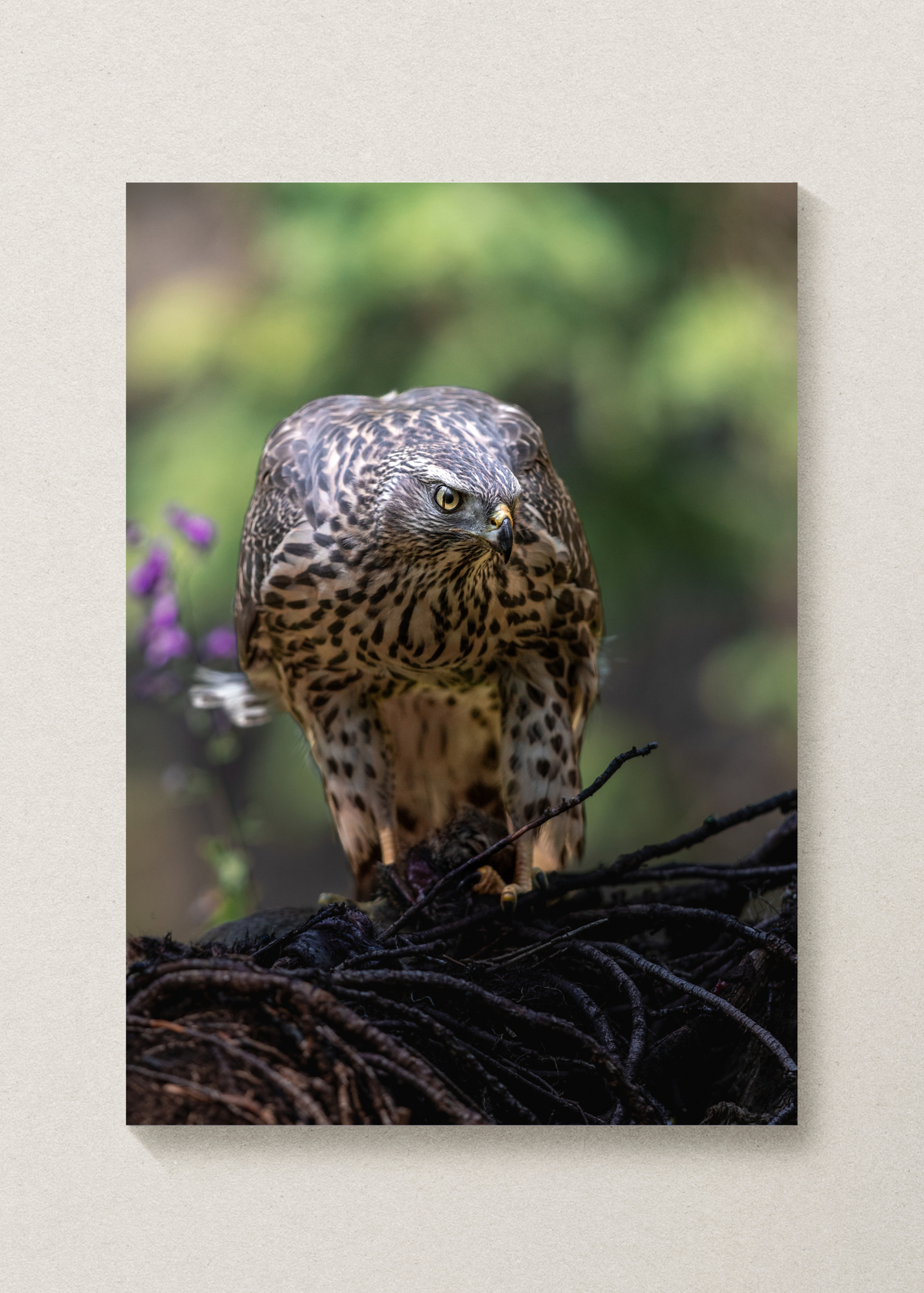 Northern Goshawk Portrait Print