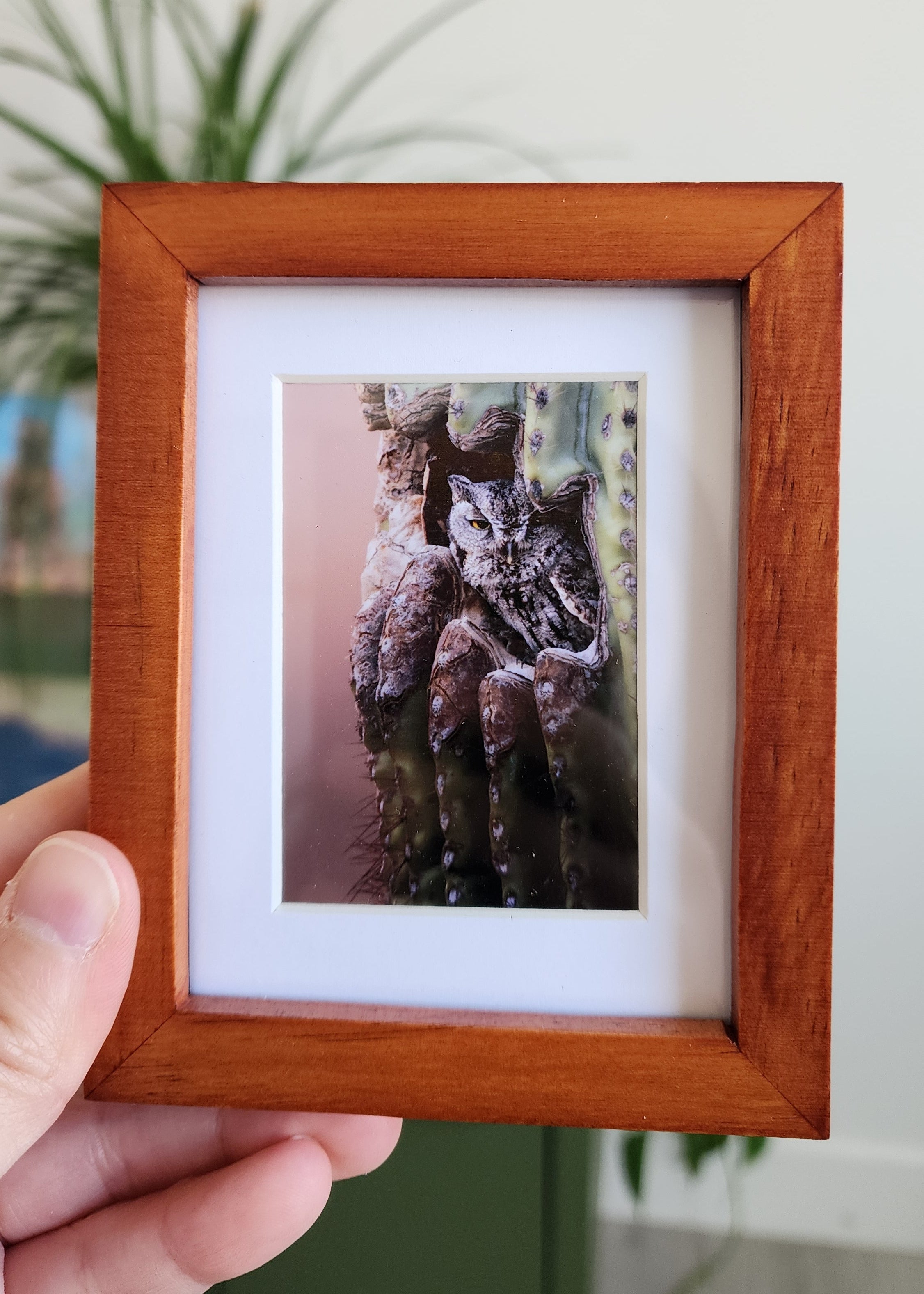 "No Solicitors" Western Screech Owl Framed Mini Print