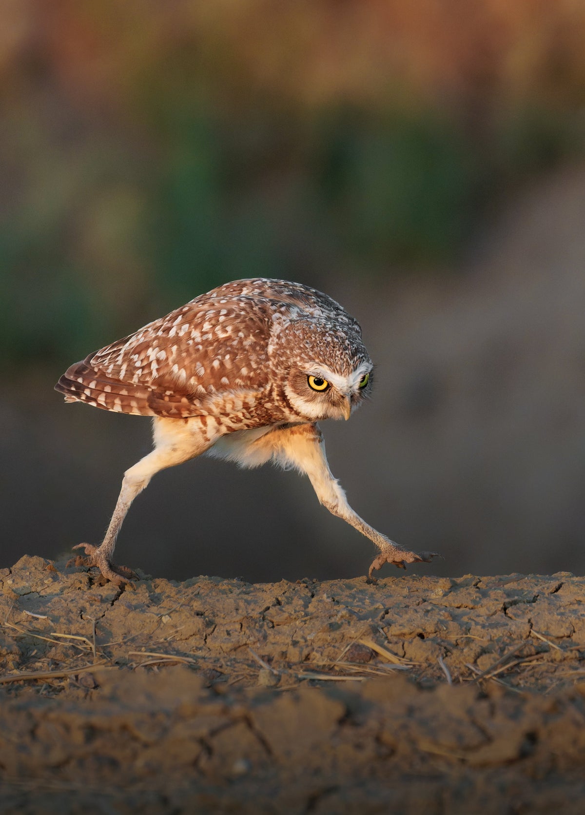 Burrowing Owl Print