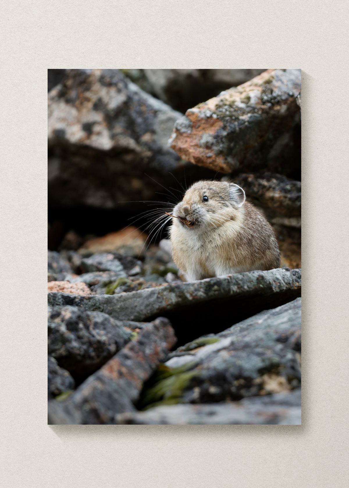 Pika Print
