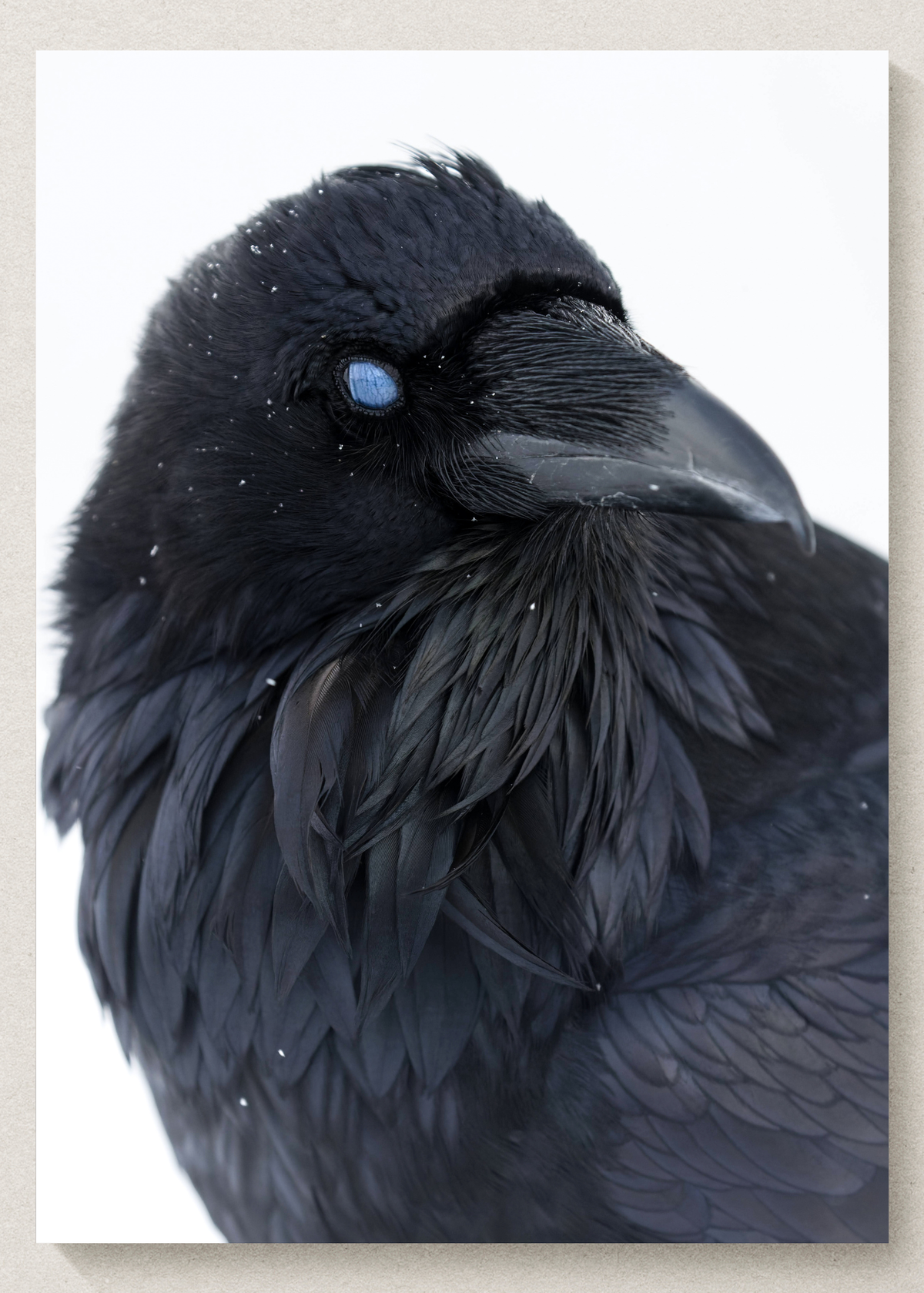 Snowy Raven Print
