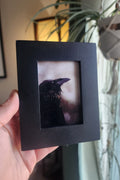 Wild Raven Framed Mini Print