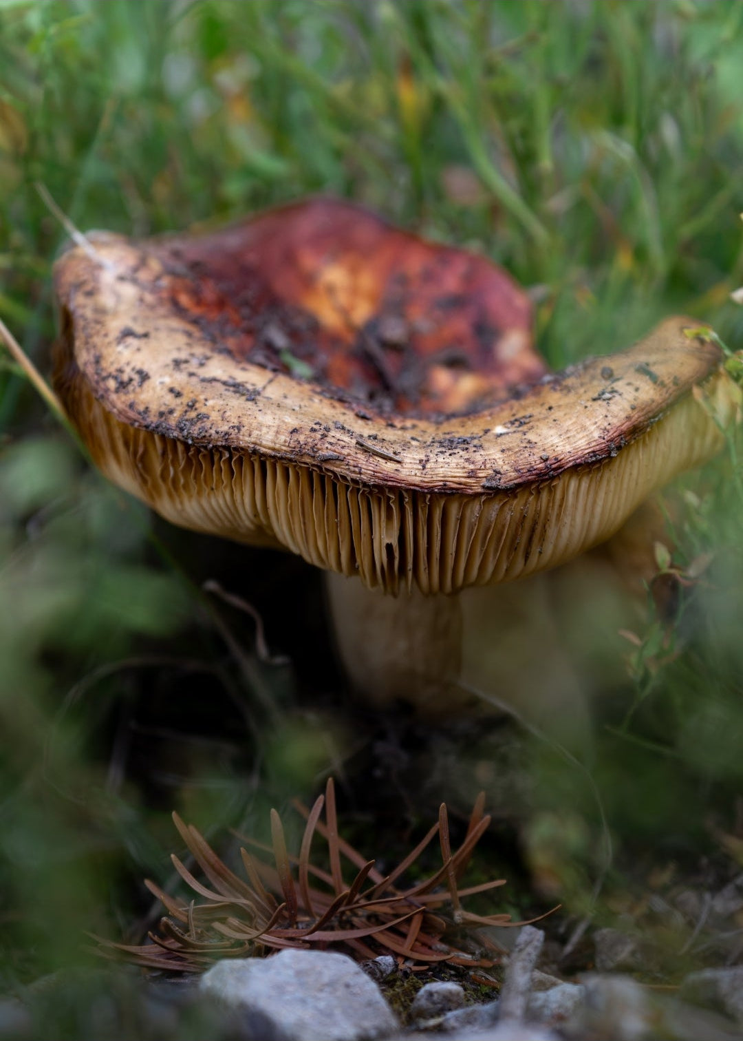 Mushroom Print