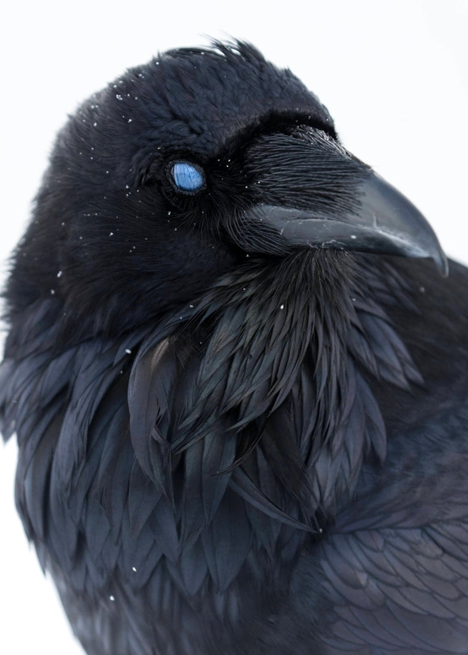 Snowy Raven Print