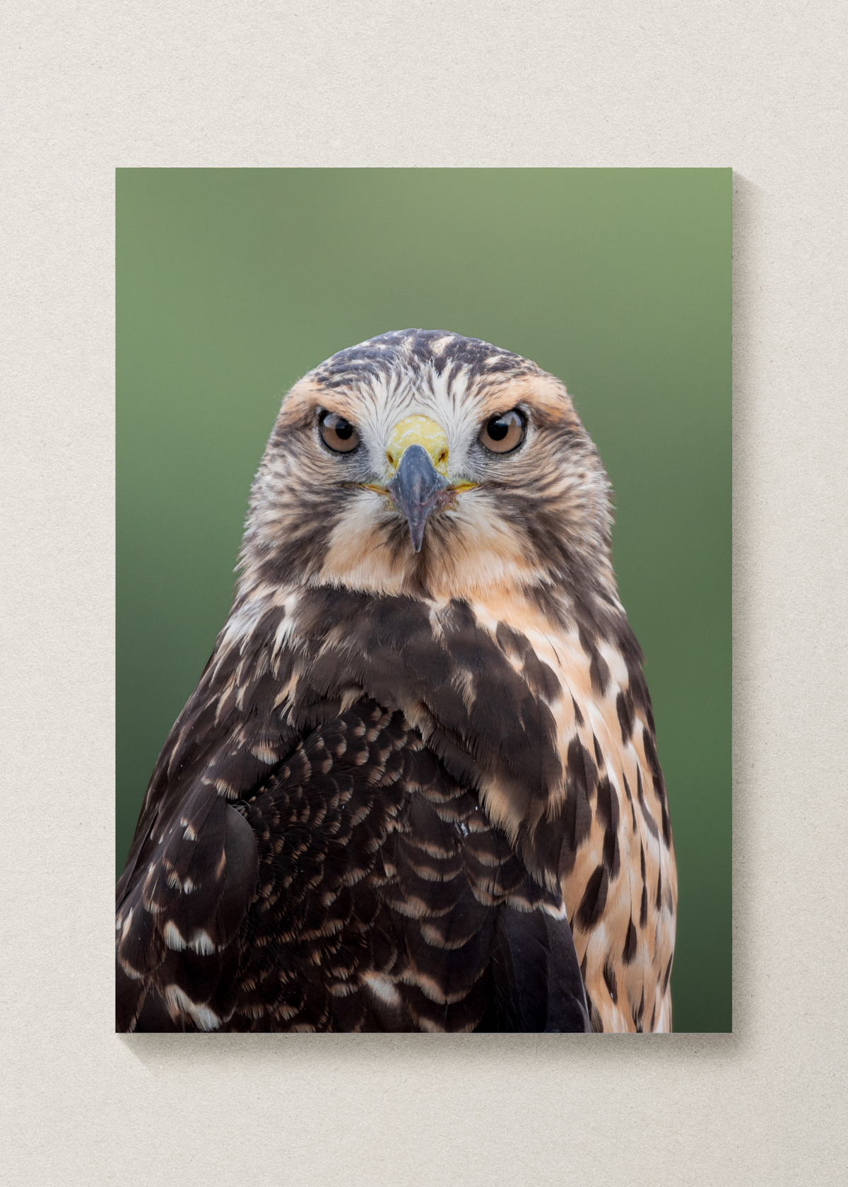 Swainsons Hawk Portrait Print