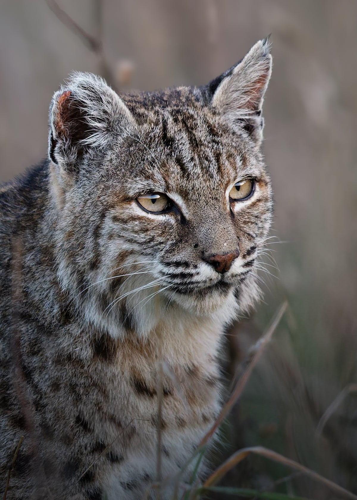 Bobcat Portrait Print