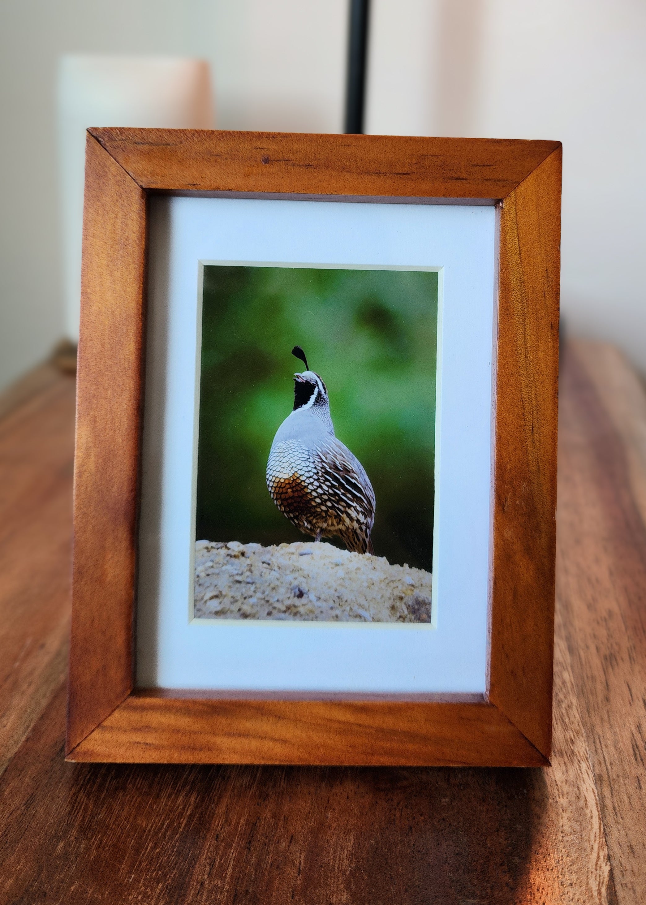 California Quail Framed Mini Print