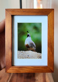 California Quail Framed Mini Print