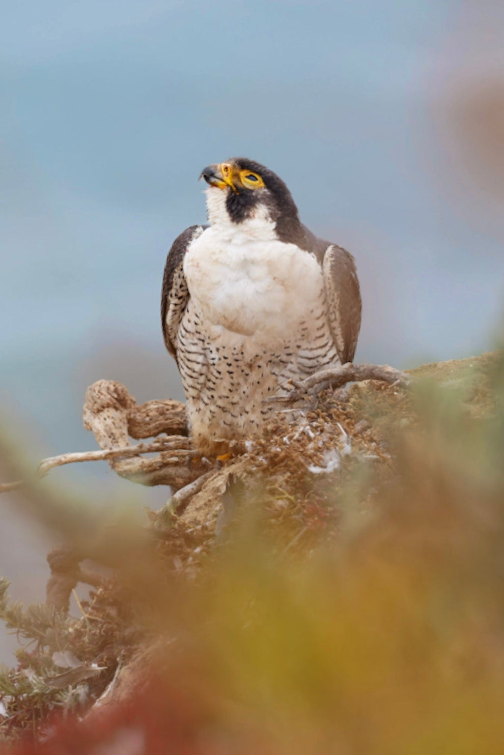 Peregrine Falcon Print