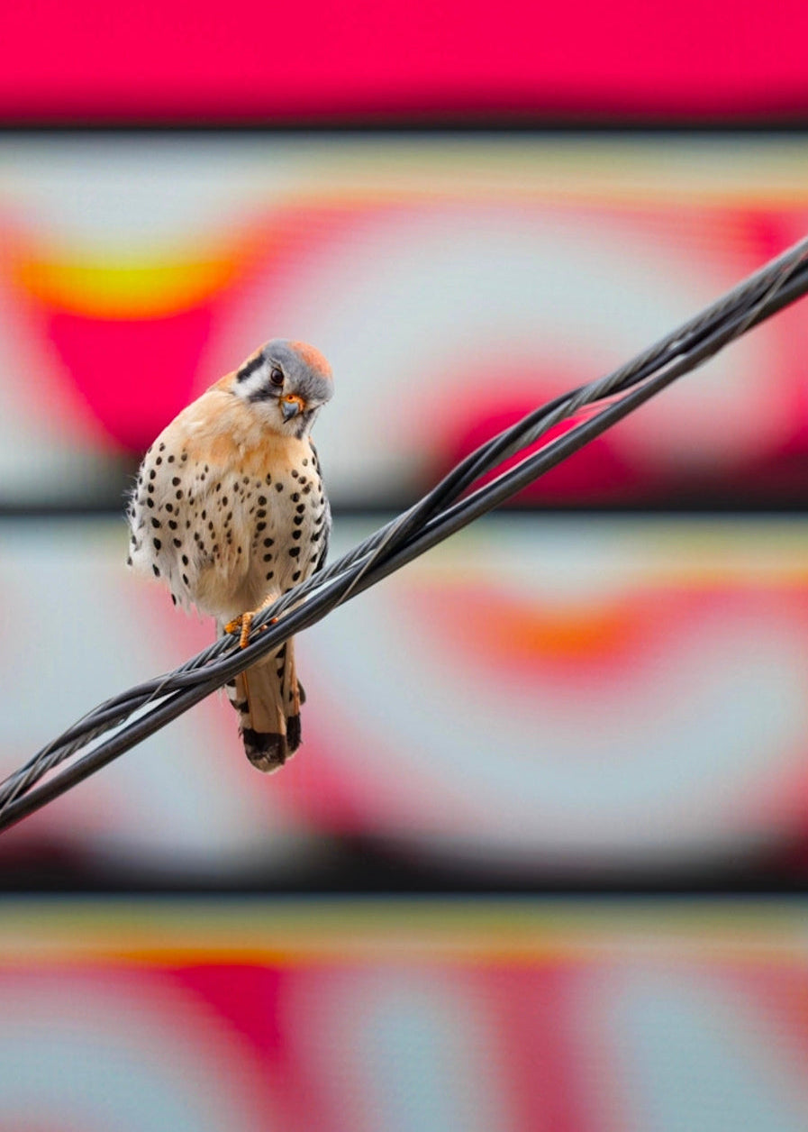 American Kestrel Billboard Print