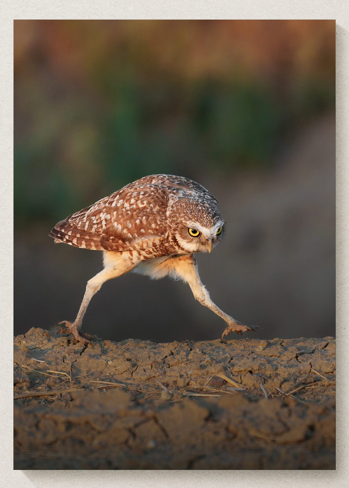 Burrowing Owl Print