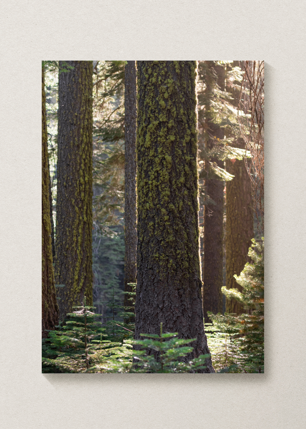 On The Trail Print