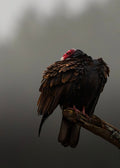 Turkey Vulture Print