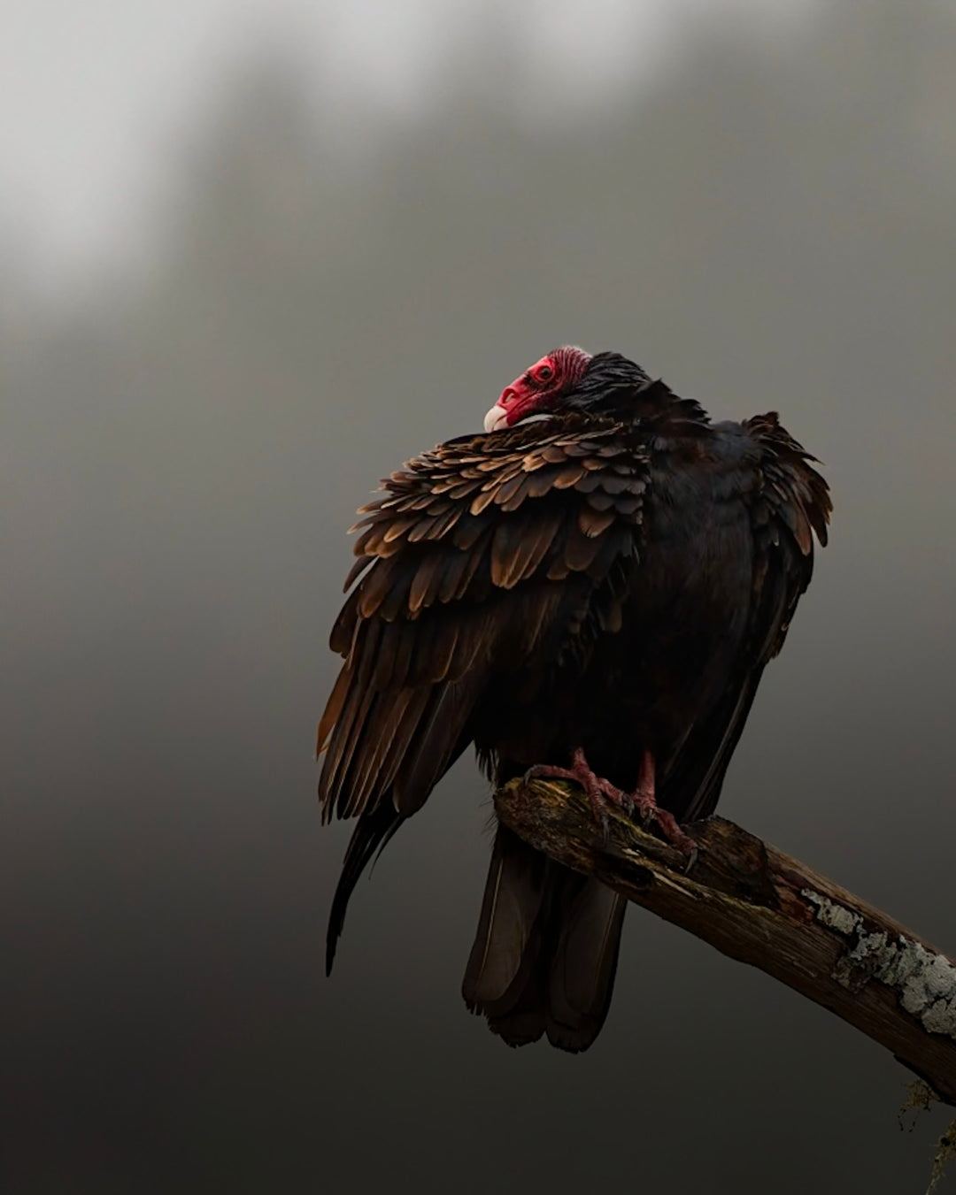 Turkey Vulture Fine Art Print