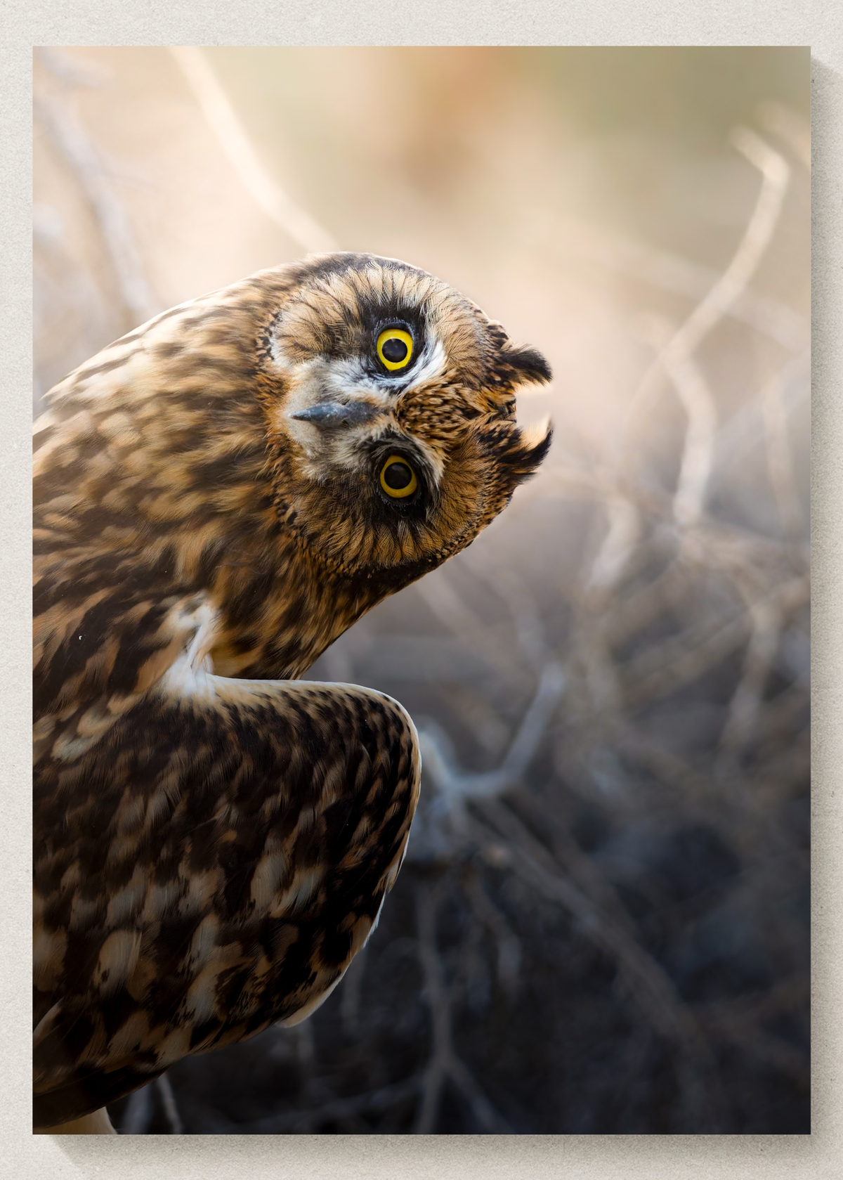 Juvenile Short Eared Owl Print