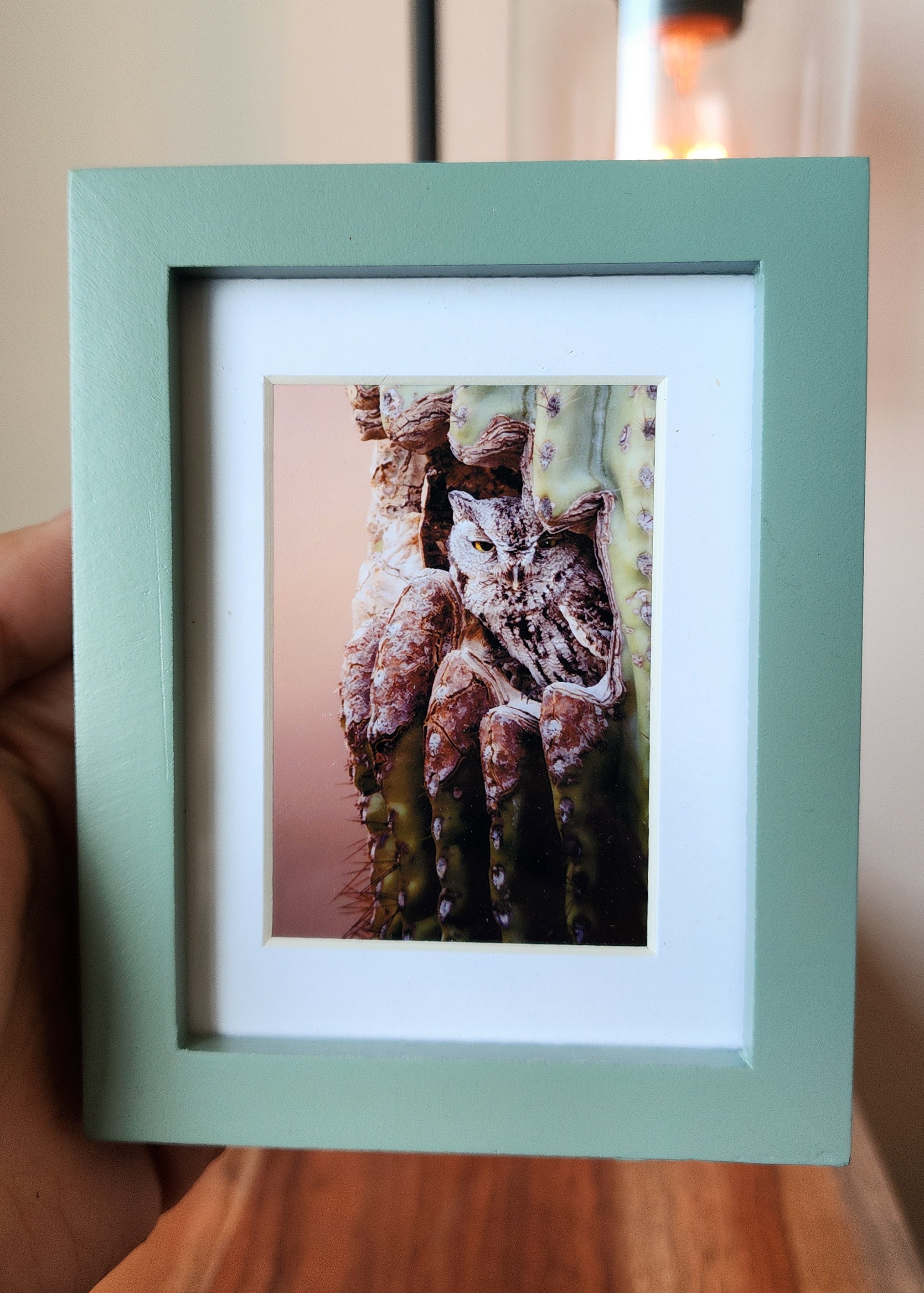 "No Solicitors" Western Screech Owl Framed Mini Print