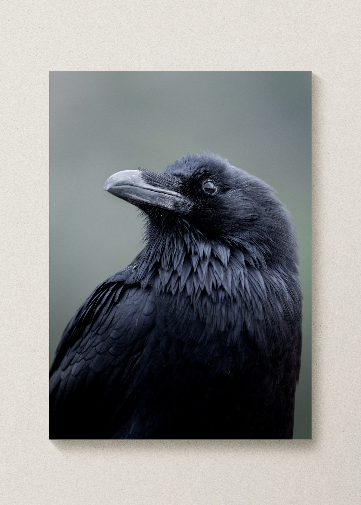 Fluffy Raven Print