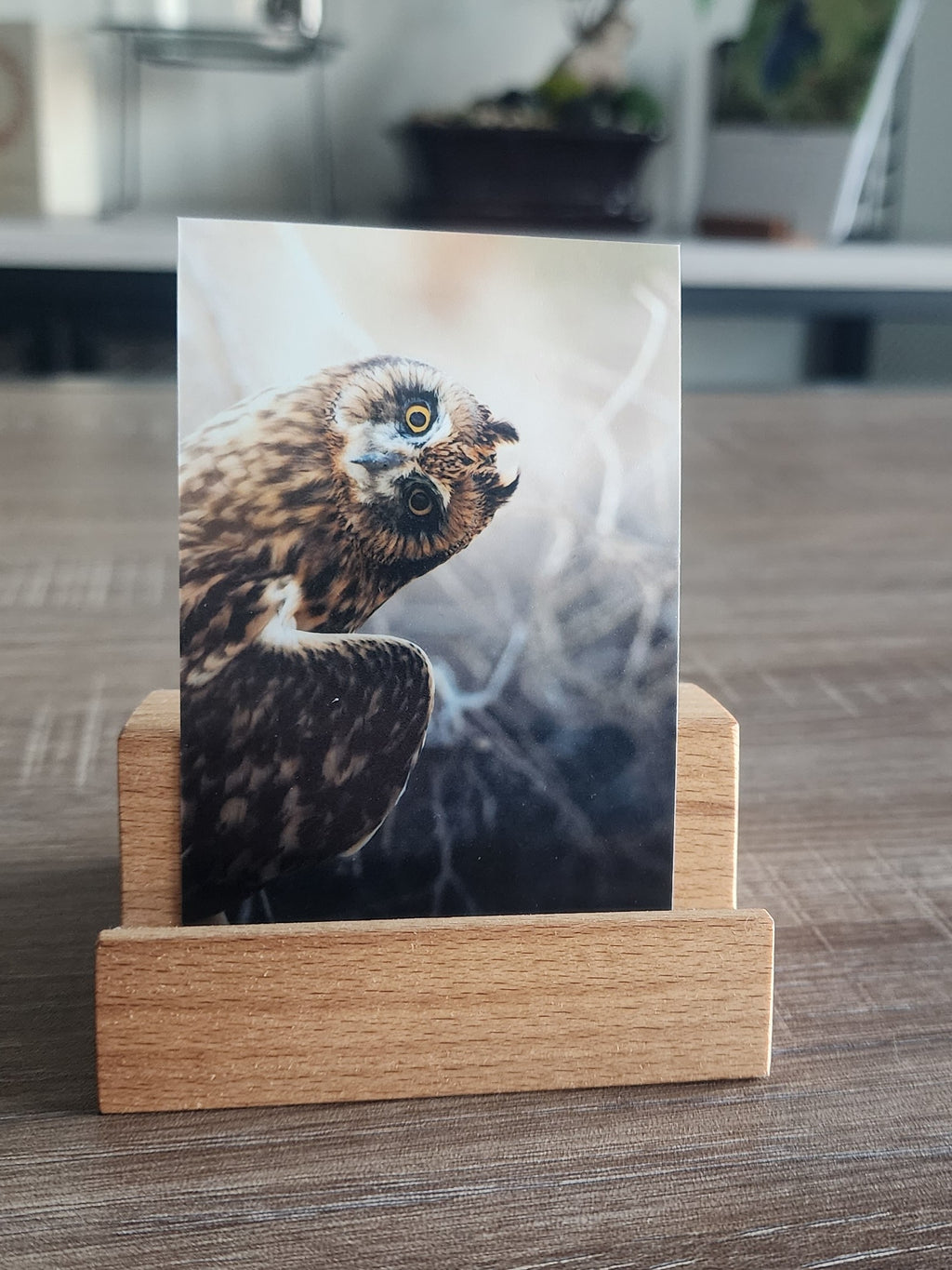 Short Eared Owl Mini Print