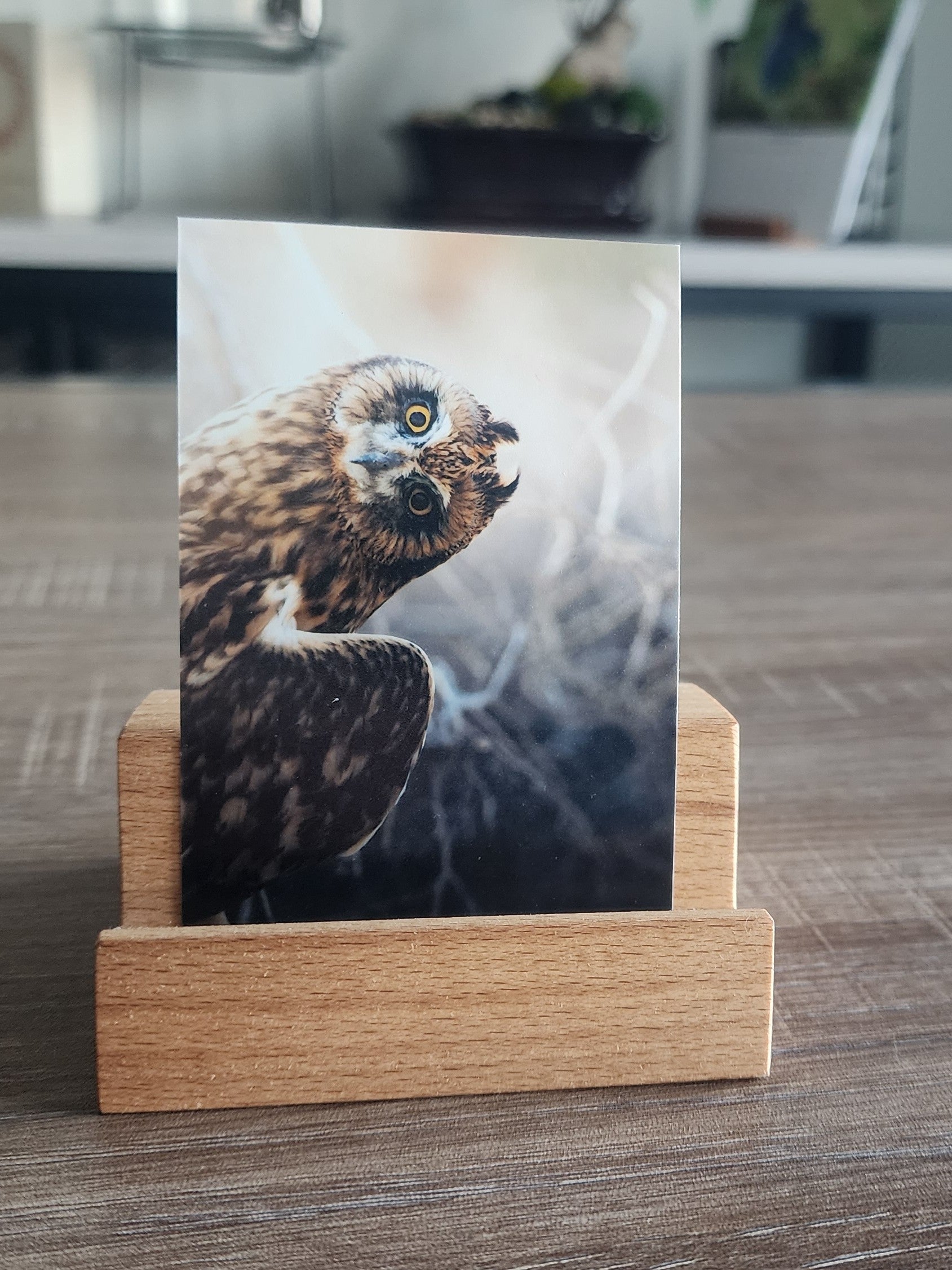 Short Eared Owl Mini Print